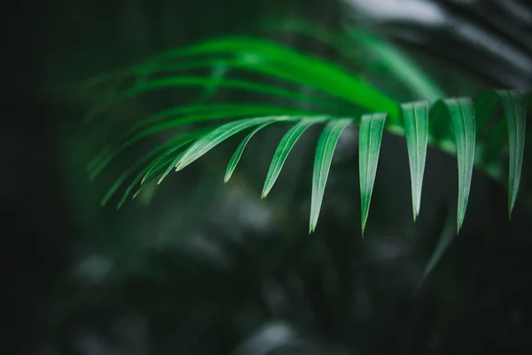 深绿色的棕榈叶图案 创意布局 色调图像过滤效果 — 图库照片