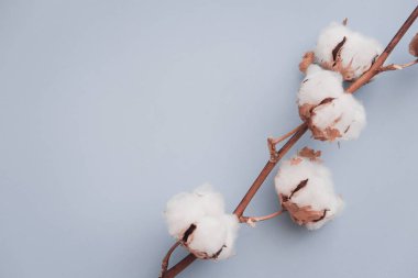 Pastel soluk mavi Kağıt arka plan, ek yükü üzerine pamuk çiçek. Minimalizm düz yatıyordu kompozisyon blogcular, sanatçılar, sosyal medya, dergi için. Boşaltmak, yatay