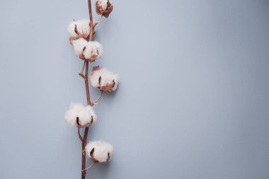 Pastel soluk mavi Kağıt arka plan, ek yükü üzerine pamuk çiçek. Minimalizm düz yatıyordu kompozisyon blogcular, sanatçılar, sosyal medya, dergi için. Boşaltmak, yatay