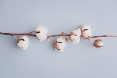 Pastel soluk mavi Kağıt arka plan, ek yükü üzerine pamuk çiçek. Minimalizm düz yatıyordu kompozisyon blogcular, sanatçılar, sosyal medya, dergi için. Boşaltmak, yatay