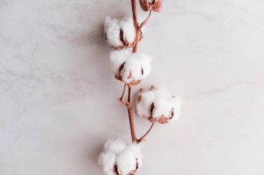Yukarıdaki beyaz mermer zemin üzerine pamuk çiçek. Minimal düzen
