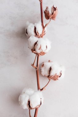 Yukarıdaki beyaz mermer zemin üzerine pamuk çiçek. Minimal düzen