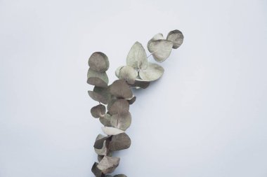 Okaliptüs pastel soluk mavi Kağıt arka plan üzerinde. Minimalizm düz yatıyordu kompozisyon blogcular, sanatçılar, sosyal medya, dergi için. Boşaltmak, yatay