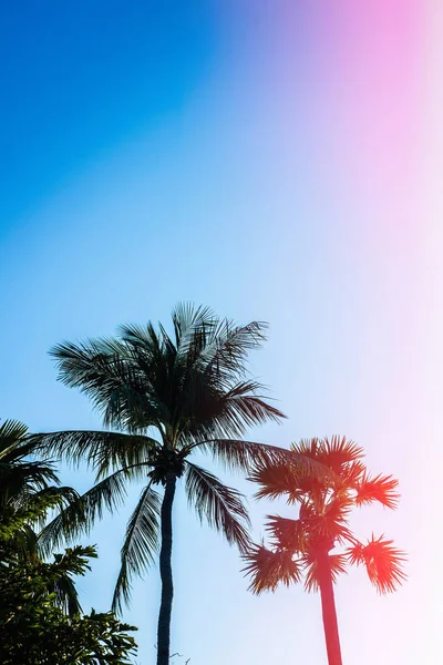 Silueta Palmeras Contra Cielo Azul Rosado Filtro Efecto Tonificado Copiar —  Fotos de Stock