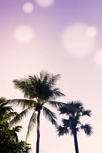 Palm trees silhouette against purple sky, sun flares. Filter toned effect. Copy space