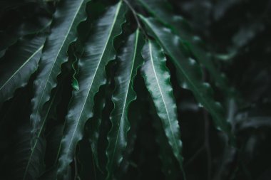 Koyu yeşil palmiye yaprakları deseni