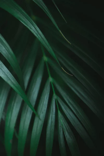 Djupt mörkgröna palmblad mönster — Stockfoto