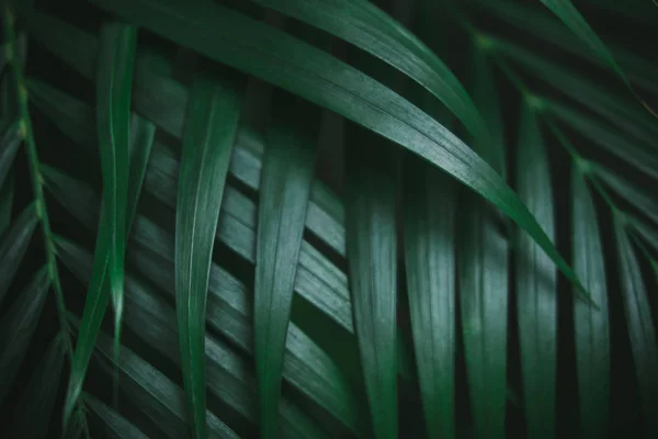 Motif de feuilles de palmier vert foncé profond — Photo