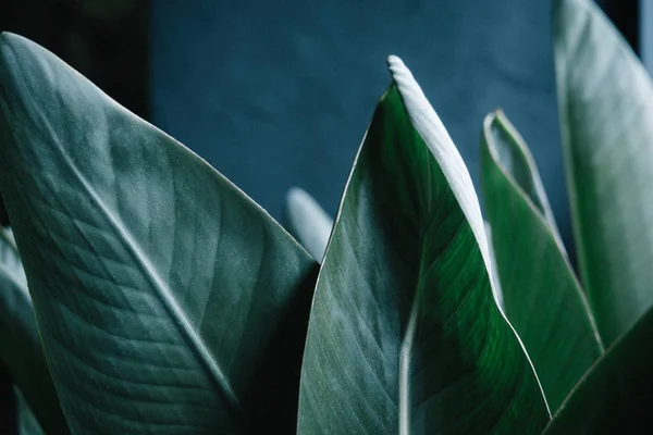 Verde escuro folhas de palma fundo — Fotografia de Stock