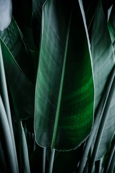 Mörk grön palm blad bakgrund — Stockfoto