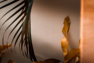 Palmiye ağacı beyaz duvara karşı yaprakları.