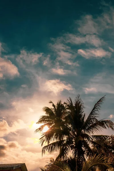 Силуэт пальм на фоне вечернего неба — стоковое фото