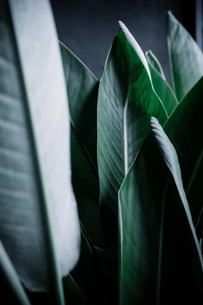 Mörk grön palm blad bakgrund — Stockfoto
