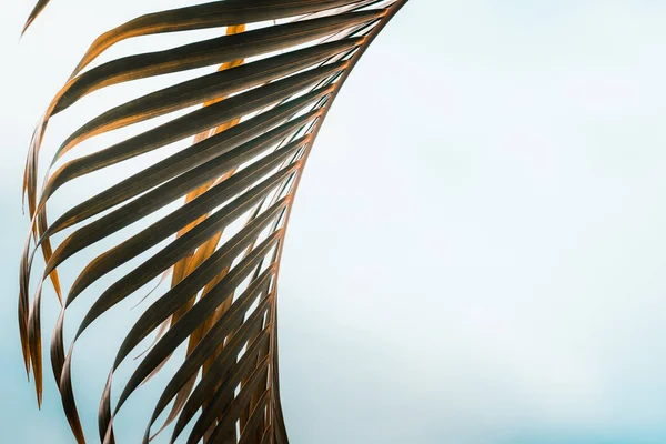 Palmera contra cielo turquesa —  Fotos de Stock