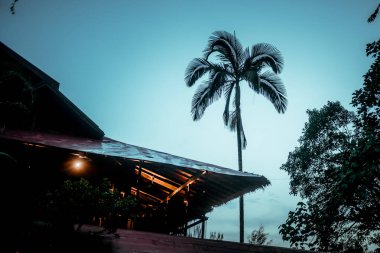 Mavi akşam gökyüzüne karşı palmiye ağacı silueti