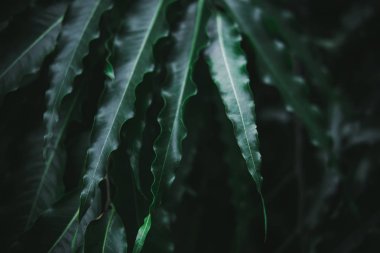 Koyu yeşil palmiye yaprakları deseni