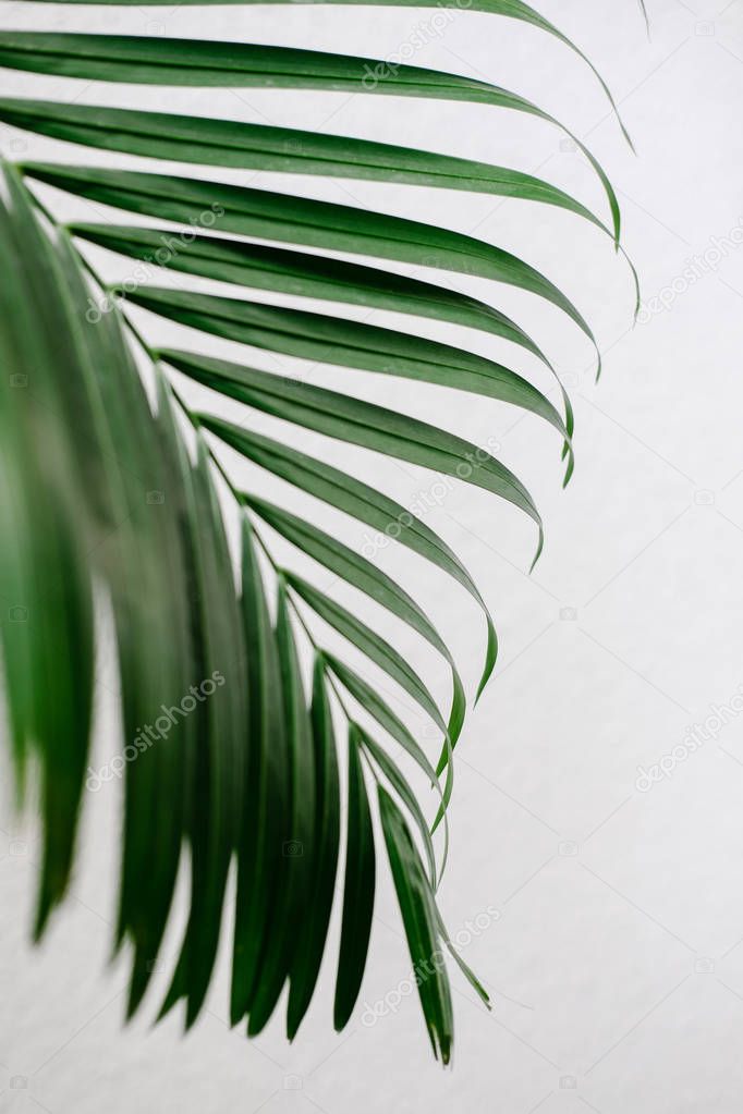 Tropical palm leaf, greenery