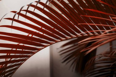 Kırmızı palmiye ağacı beyaz duvara karşı yaprakları