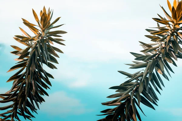 Folhas de palmeira contra o céu azul-turquesa — Fotografia de Stock