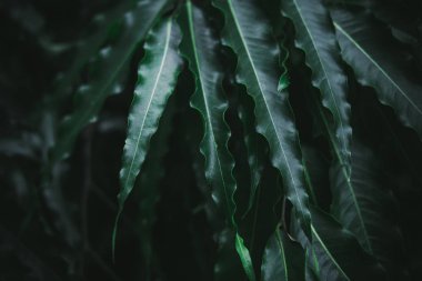 Koyu yeşil palmiye yaprakları deseni