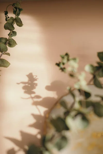 Eucalyptus Leaves Neutral Orange Pastel Background Minimalist Mock Invitation Greeting — Stock Photo, Image