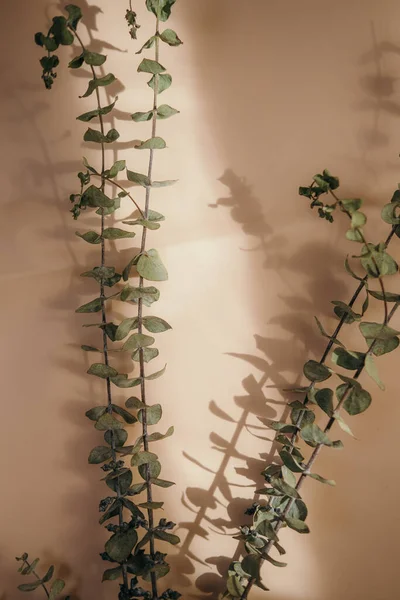 Liście Eukaliptusa Neutralnym Pomarańczowym Tle Pastelowym Minimalistyczna Makieta Zaproszenie Kartki — Zdjęcie stockowe