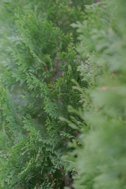 Çam ağacı dokusu. Evergreen, seçici odak, bulanık arkaplan