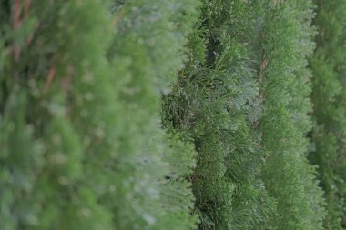 Çam ağacı dokusu. Evergreen, seçici odak, bulanık arkaplan