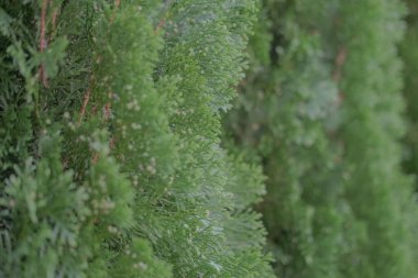 Çam ağacı dokusu. Evergreen, seçici odak, bulanık arkaplan