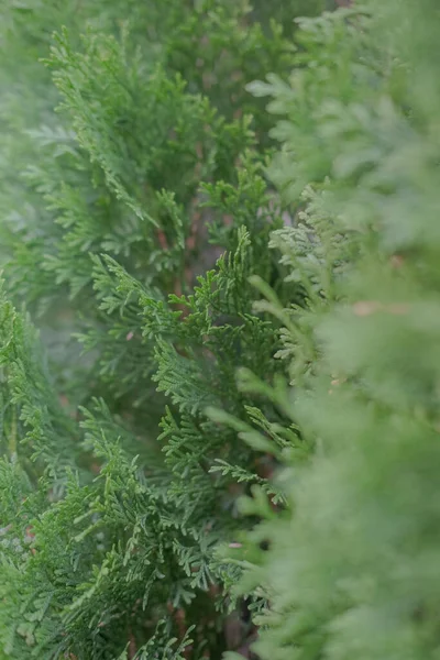 Çam ağacı dokusu. Evergreen, seçici odak, bulanık arkaplan