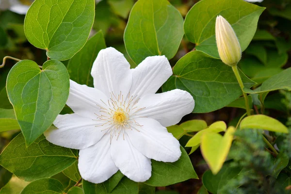 Цветок Белого Клематиса Весеннем Саду Буш Белых Клематисов — стоковое фото