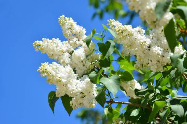 Leylak bahar bahçe beyaz çiçekler. Bush ile güzel kokulu beyaz çiçekler.