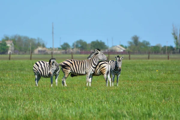 Zebralar ve bozkır Falz Fein biyosfer rezerv Askania Nova, Ukrayna içinde mavi wildebeest.