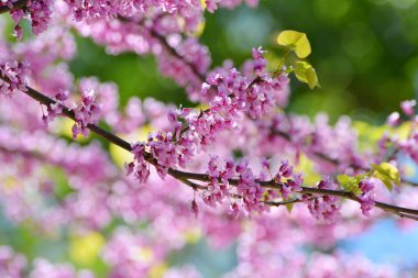 Pembe çiçekler, bahar bahçe Cercis Kanada. Lila Cercis Kanada ağacı.
