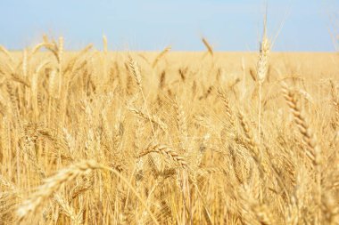 Sarı buğday alan, tahıl ürünleri hasat. Yeni bir mahsul olgun buğday kulakları. Kırsal manzara.