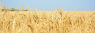 Sarı buğday alan, tahıl ürünleri hasat. Yeni bir mahsul olgun buğday kulakları. Kırsal manzara.