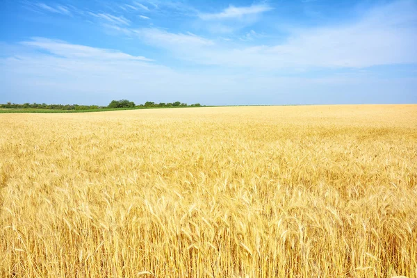 Campo Trigo Amarillo Cosecha Granos Las Espigas Maduras Trigo Una — Foto de Stock