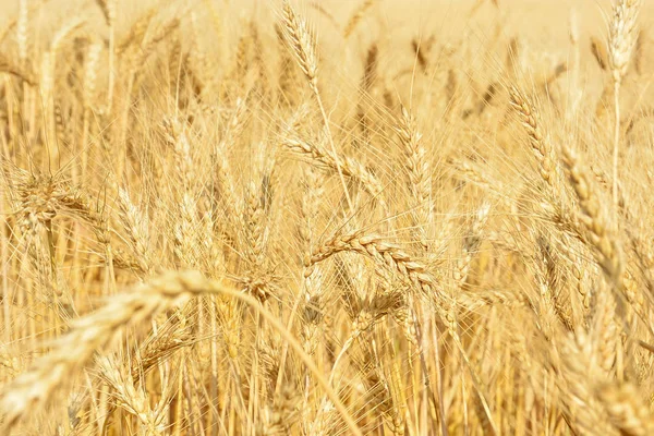 Yellow wheat field, harvest of grain crops. Mature wheat ears of a new crop. Rural landscape.