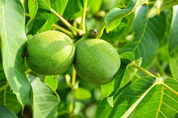 Nueces Verdes Inmaduras Una Rama Árbol Árbol Con Nueces Verdes — Foto de Stock