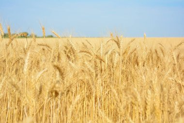 Sarı buğday alan, tahıl ürünleri hasat. Yeni bir mahsul olgun buğday kulakları. Kırsal manzara.
