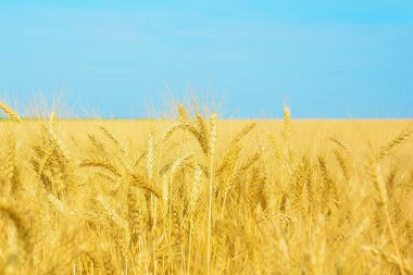 Sarı buğday alan ve mavi gökyüzü, tahıl ürünleri hasat. Yeni bir mahsul olgun buğday kulakları. Kırsal manzara. Ukrayna ulusal bayrak renkleri.