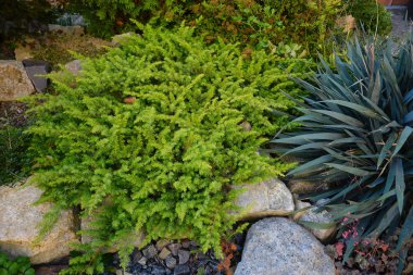 Yeşil dallar iğne yapraklı bush ve dekoratif bahçe avize ağacı. Peyzaj tasarımı.