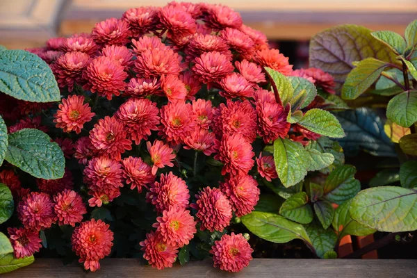 Composição Decorativa Flores Crisântemo Vermelho Buquê Outono — Fotografia de Stock