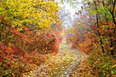 Sonbahar ormanlarında renkli ağaç yaprakları, yaprakların döküldüğü renkler. Sonbahar orman manzarası.