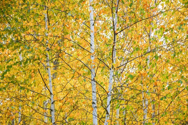 Sarı Yapraklar Ağaçların Yaprak Sonbahar Renklerinin Huş Grove Sonbahar Orman — Stok fotoğraf