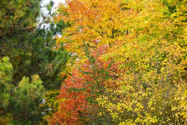 Värikkäitä Puiden Lehtiä Syksyllä Metsässä Lehtien Värejä Syksyn Metsämaisema — kuvapankkivalokuva