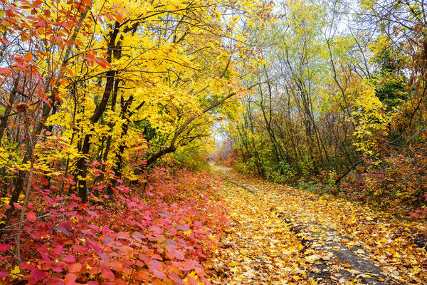 Colorful leaves of trees in the autumn forest, colors of leaf-fall. Autumnal forest landscape.