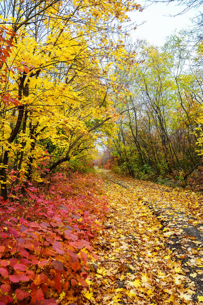 Colorful leaves of trees in the autumn forest, colors of leaf-fall. Autumnal forest landscape.