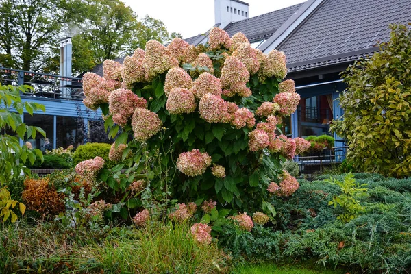 Bush Hortensia Rosa Con Capullos Grandes Arreglo Floral Parque Otoño — Foto de Stock