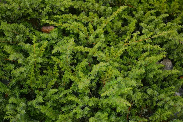 Grüne Zweige Von Nadelgehölzen Dekorativen Garten Landschaftsplanung — Stockfoto